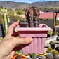 Stenocactua griseous  - Miniatura 3