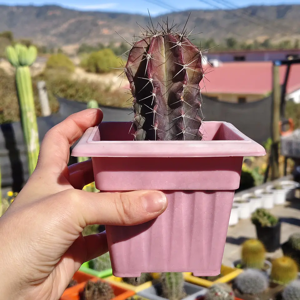 Stenocactua griseous  3