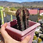 Stenocactua griseous  - Miniatura 4