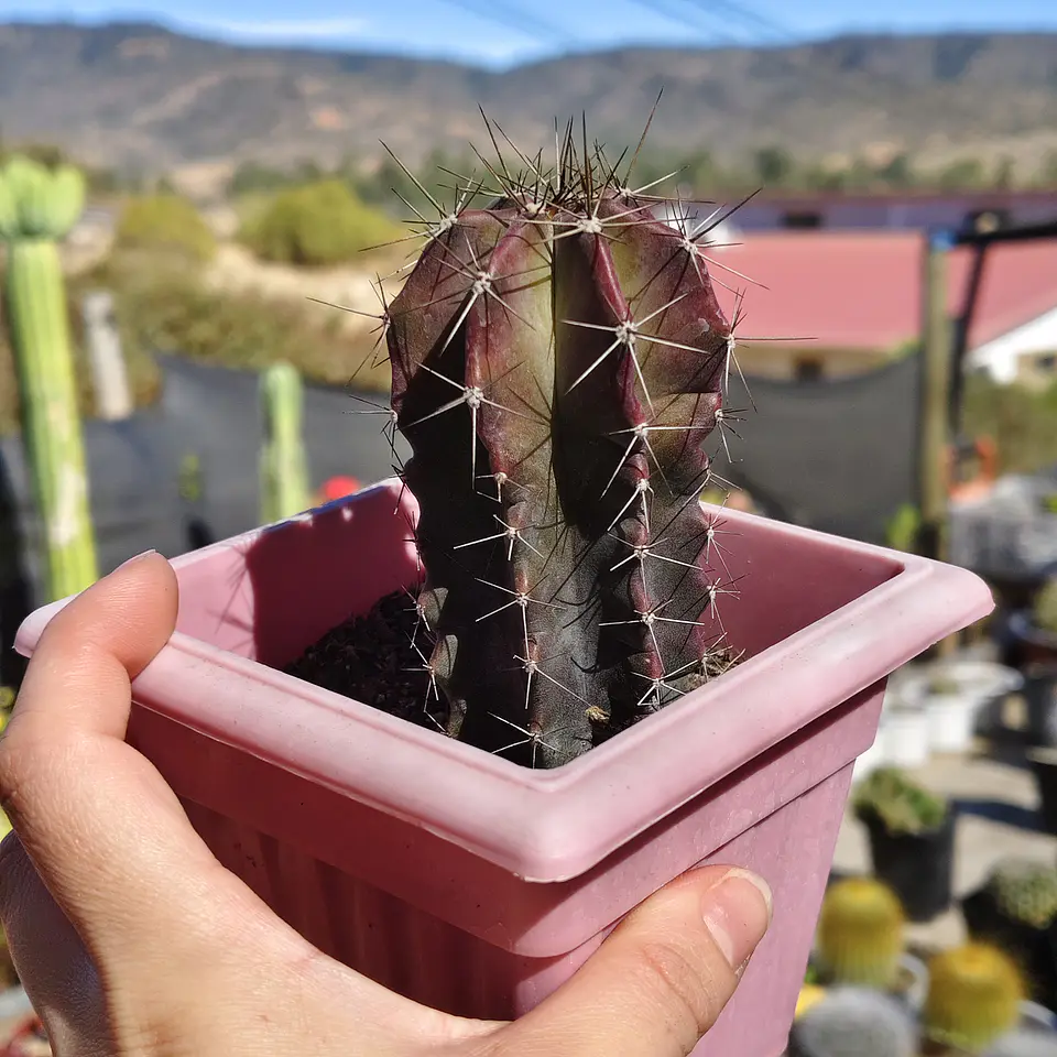 Stenocactua griseous  4