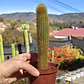 Pilosocereus Chrysostele - Miniatura 2