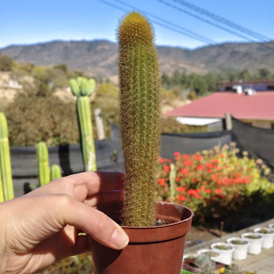 Pilosocereus Chrysostele 2