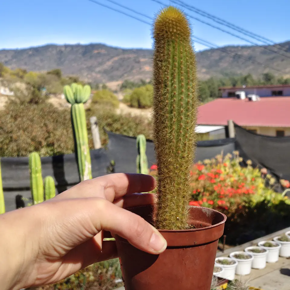 Pilosocereus Chrysostele 1