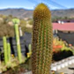 Pilosocereus Chrysostele - Miniatura 3