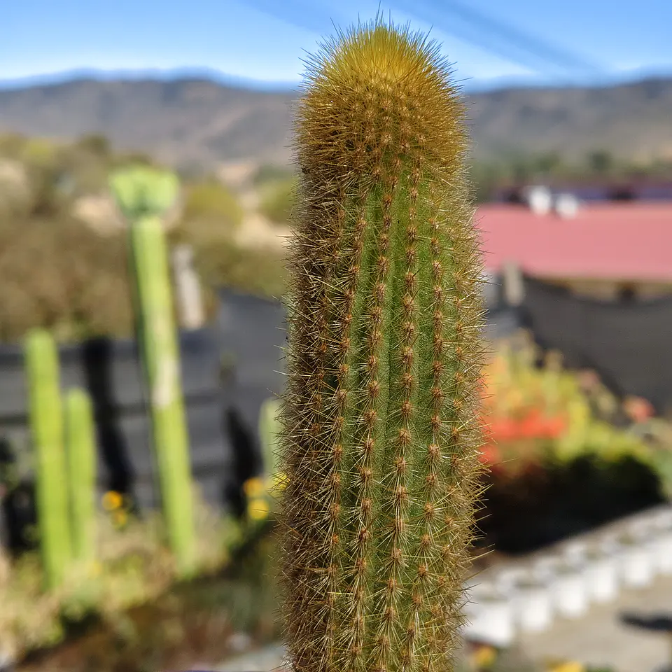 Pilosocereus Chrysostele 3