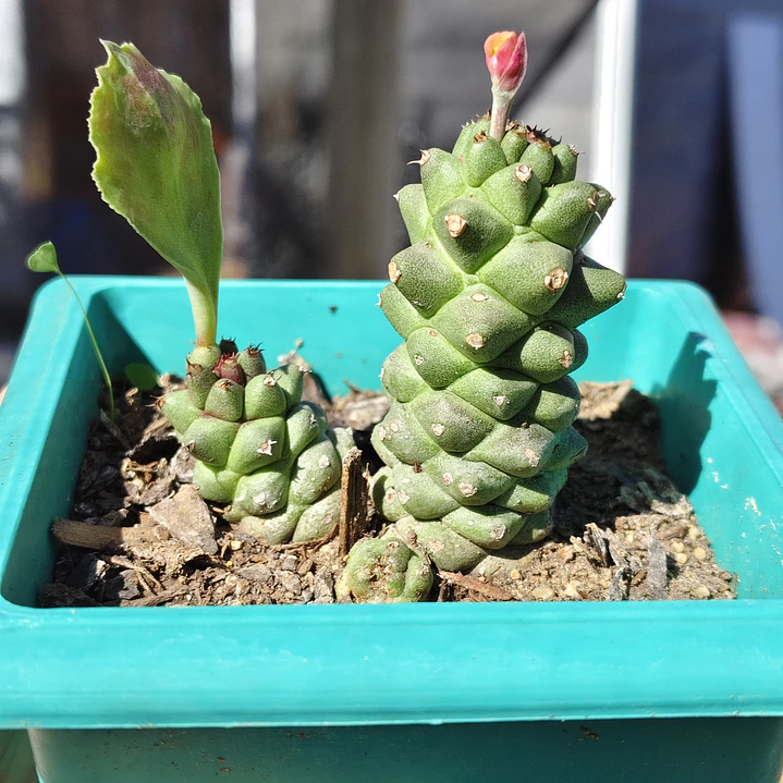 Euphorbia Ritcheie 1
