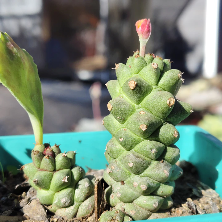 Euphorbia Ritcheie 2