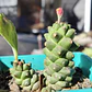 Euphorbia Ritcheie - Miniatura 2