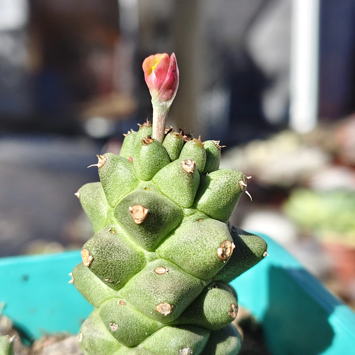 Euphorbia Ritcheie 3