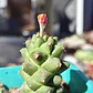 Euphorbia Ritcheie - Miniatura 3