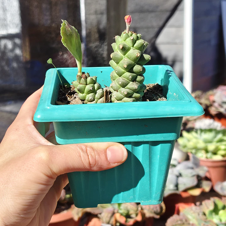 Euphorbia Ritcheie 4