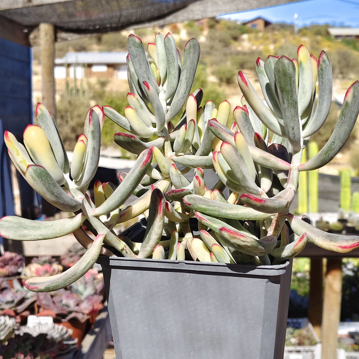 Cotyledon Orbiculata Flanaganii Variegada  2
