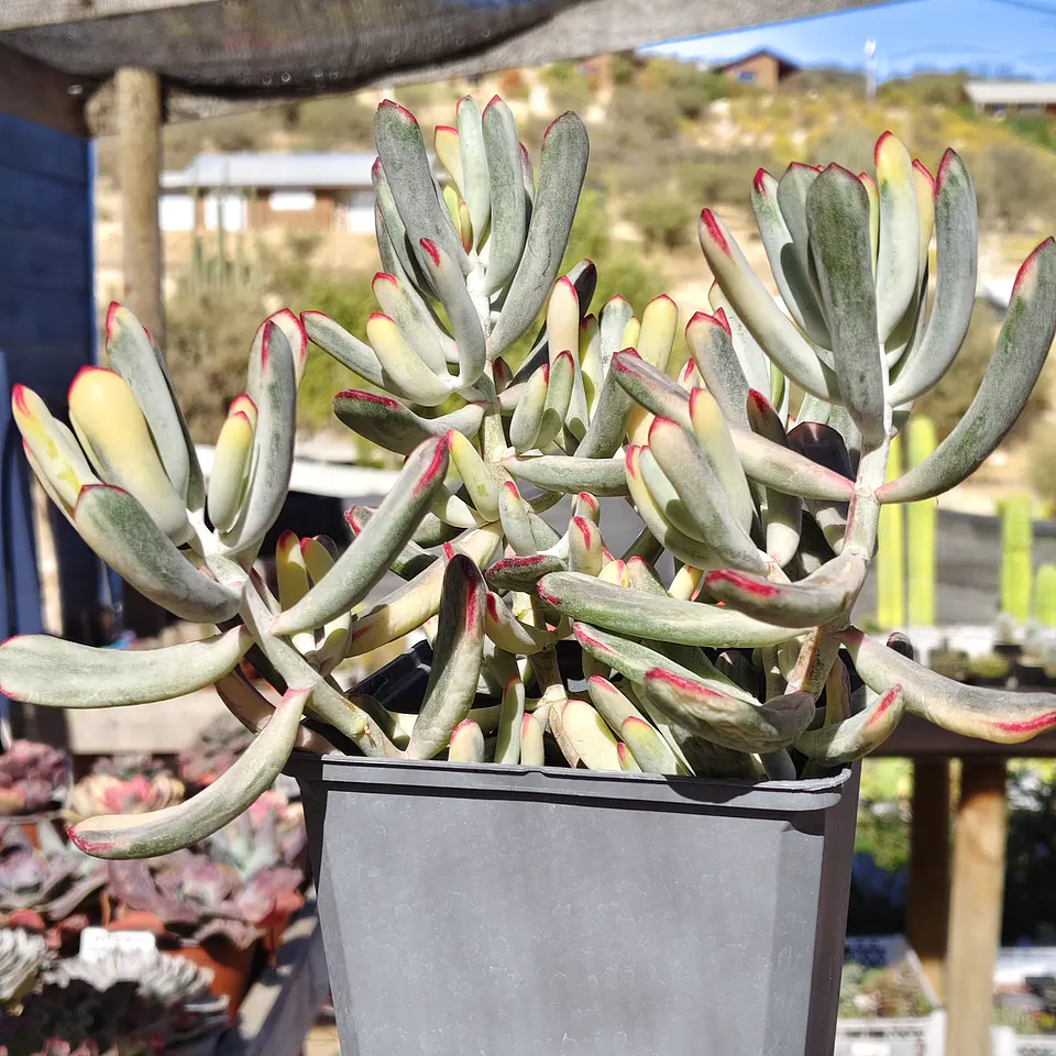 Cotyledon Orbiculata Flanaganii Variegada  2