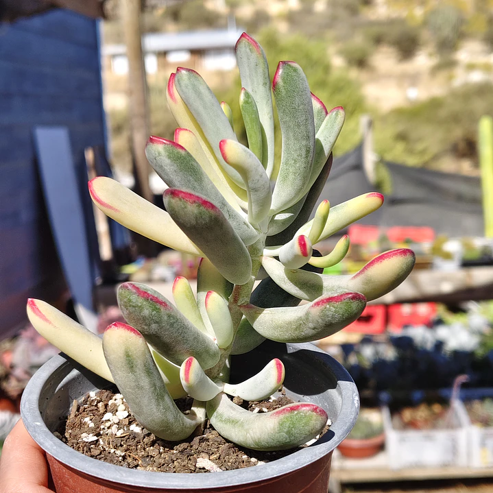 Cotyledon Orbiculata Flanaganii Variegada  3