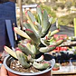 Cotyledon Orbiculata Flanaganii Variegada  - Miniatura 3