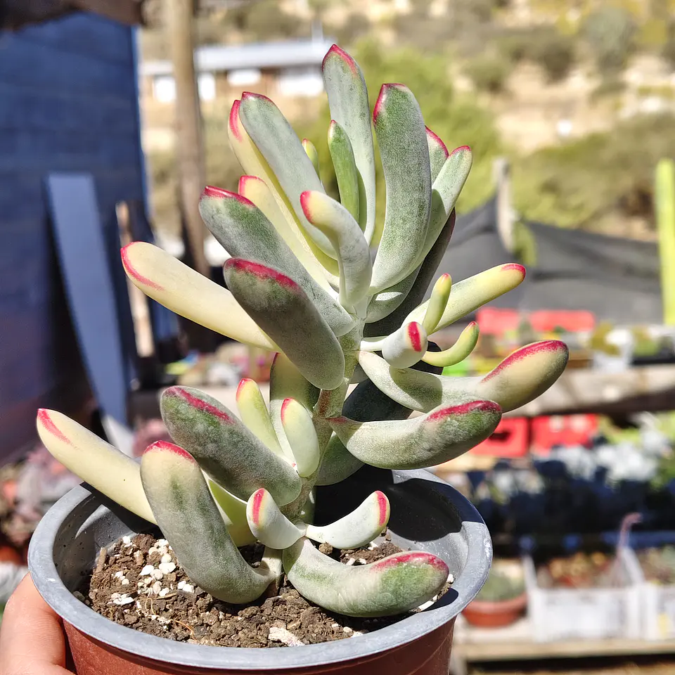 Cotyledon Orbiculata Flanaganii Variegada  3