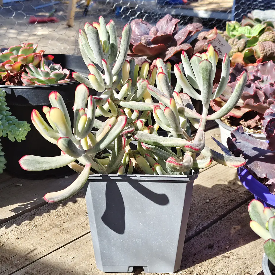 Cotyledon Orbiculata Flanaganii Variegada  4