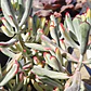 Cotyledon Orbiculata Flanaganii Variegada  - Miniatura 5