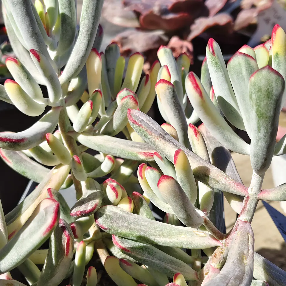 Cotyledon Orbiculata Flanaganii Variegada  5
