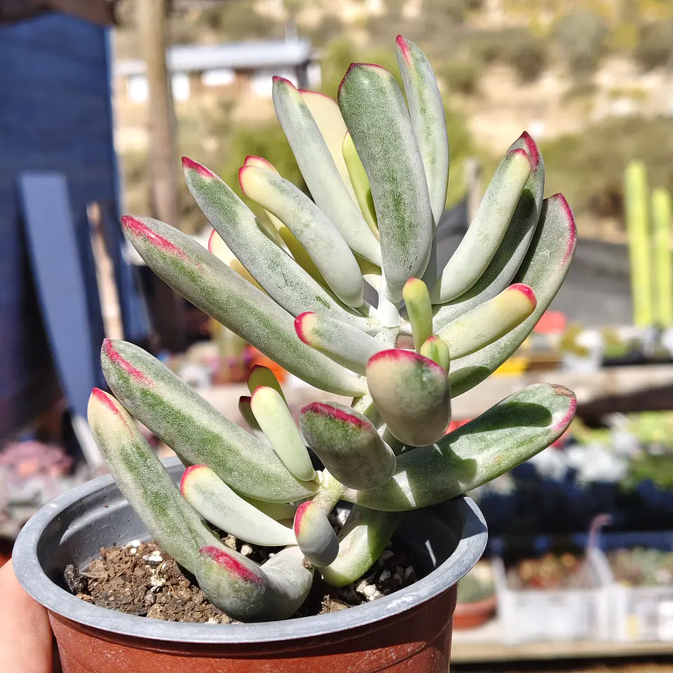 Cotyledon Orbiculata Flanaganii Variegada  8