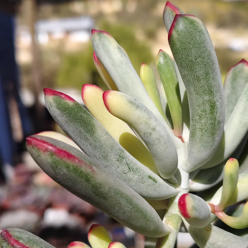 Cotyledon Orbiculata Flanaganii Variegada  9