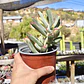 Cotyledon Orbiculata Flanaganii Variegada  - Miniatura 7
