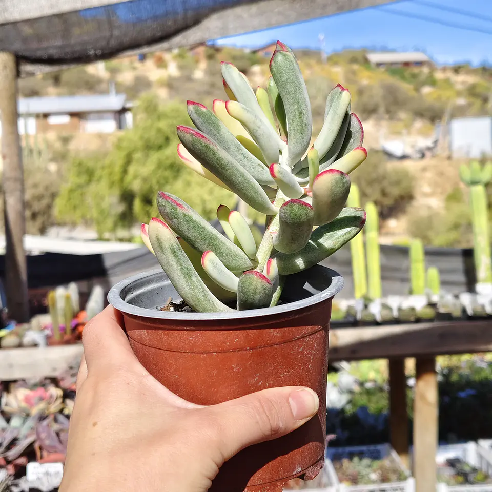 Cotyledon Orbiculata Flanaganii Variegada  7
