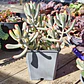 Cotyledon Orbiculata Flanaganii Variegada  - Miniatura 1