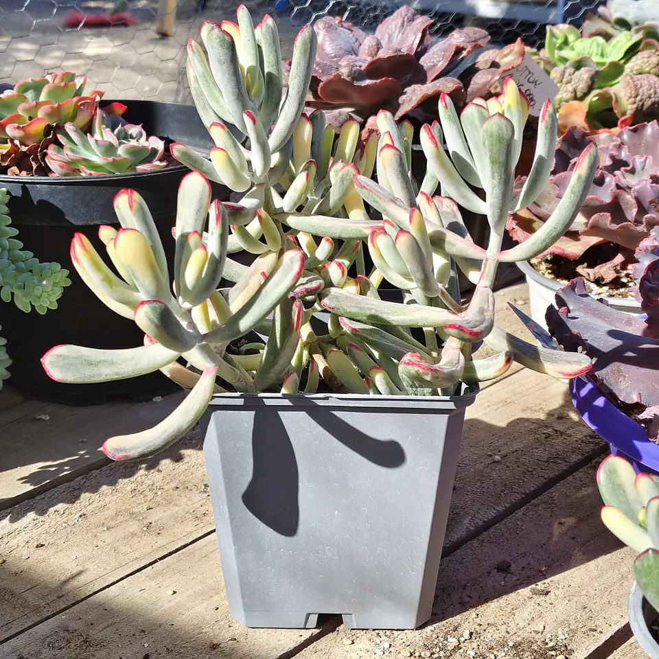 Cotyledon Orbiculata Flanaganii Variegada  1