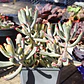 Cotyledon Orbiculata Flanaganii Variegada  - Miniatura 6