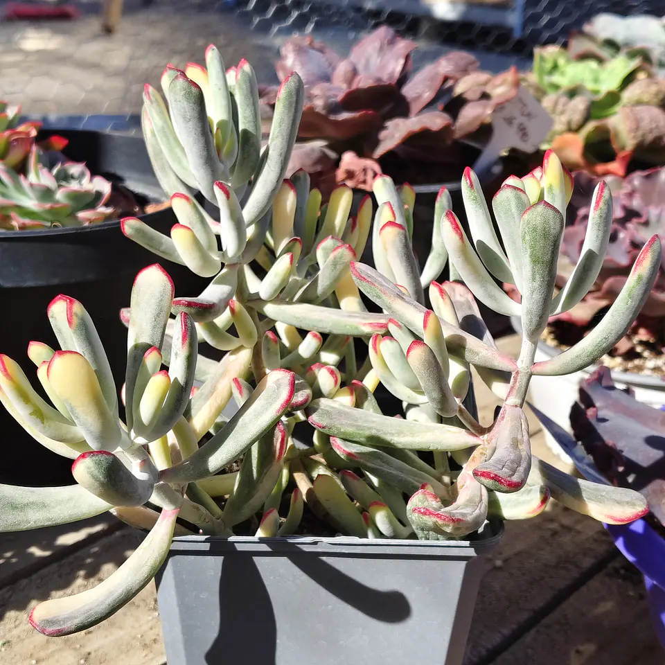 Cotyledon Orbiculata Flanaganii Variegada  6