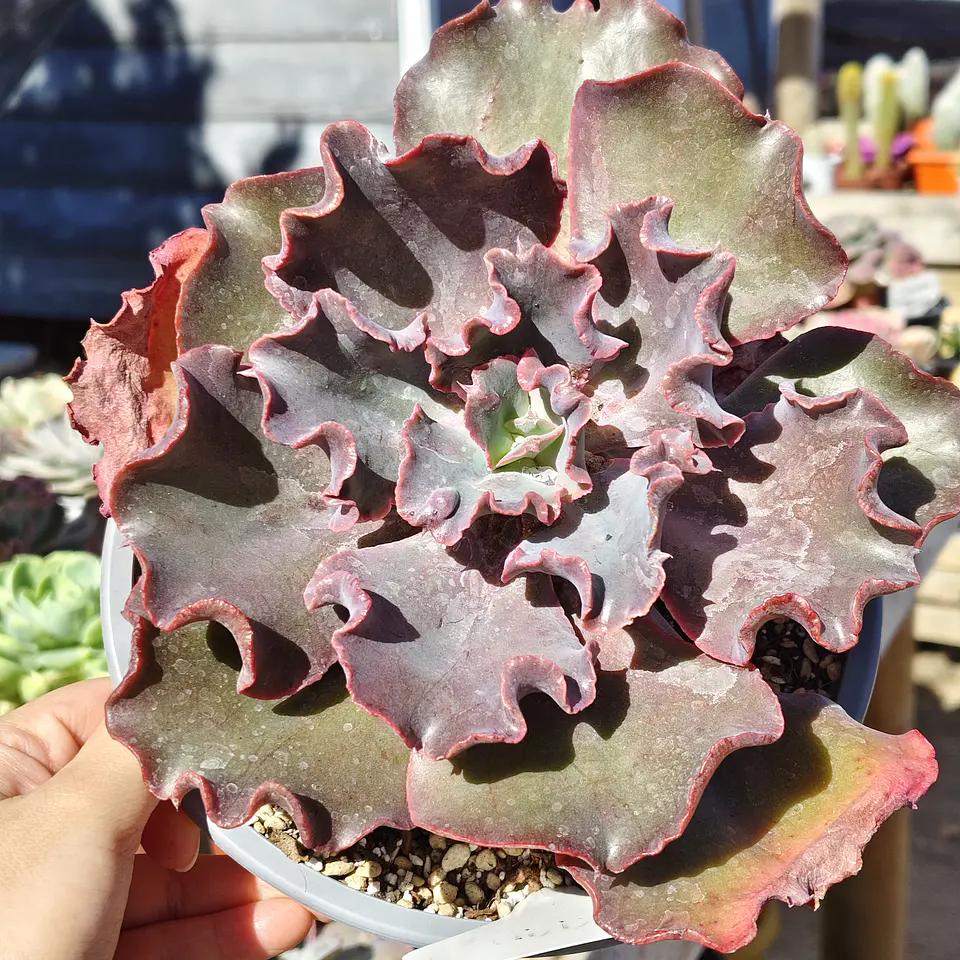 Echeveria Volcano  2
