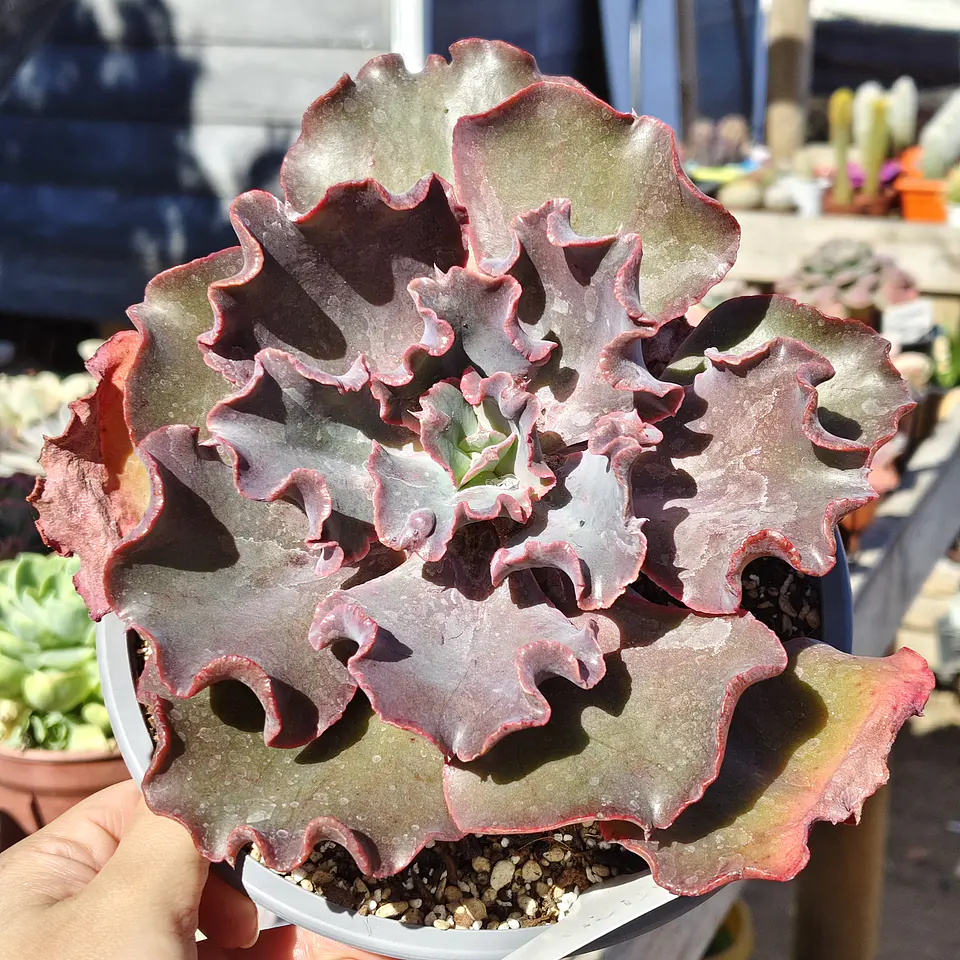 Echeveria Volcano  1