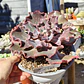 Echeveria Volcano  - Miniatura 3