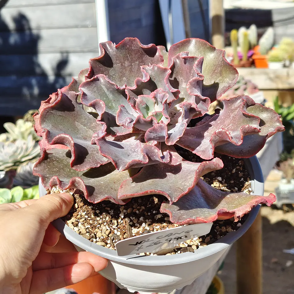 Echeveria Volcano  3