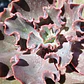 Echeveria Volcano  - Miniatura 4