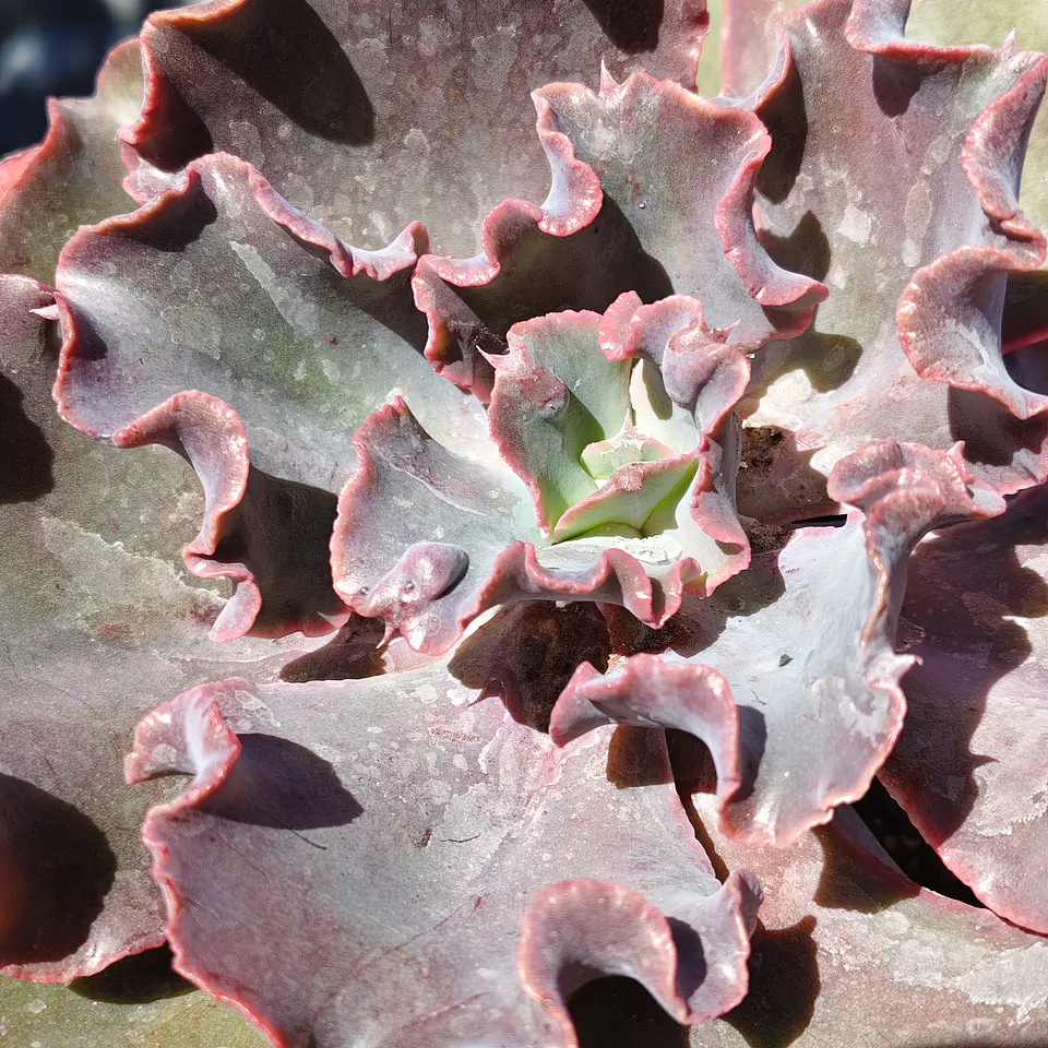 Echeveria Volcano  4