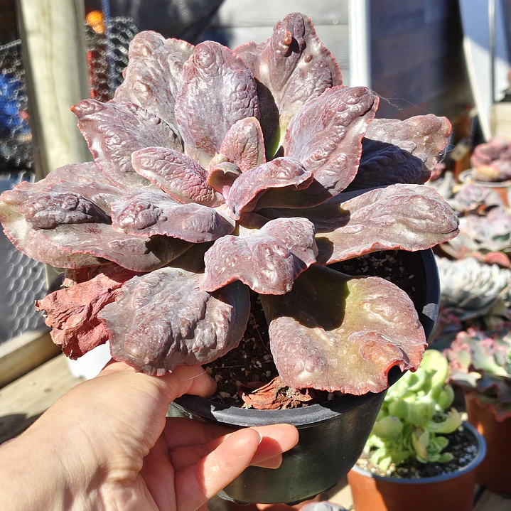 Echeveria Bottom 2