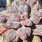 Echeveria Bottom - Miniatura 3