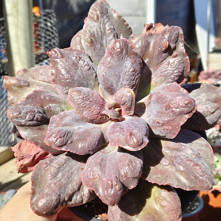 Echeveria Bottom 1