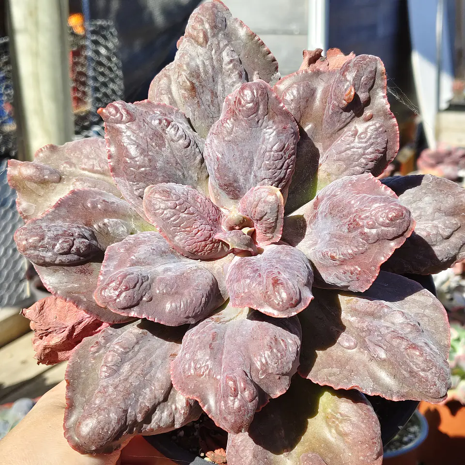 Echeveria Bottom 1