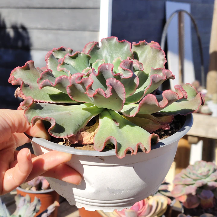 Echeveria Virginia Lee Caruncula 2