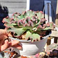 Echeveria Virginia Lee Caruncula - Miniatura 2