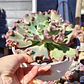 Echeveria Virginia Lee Caruncula - Miniatura 3