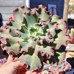 Echeveria Virginia Lee Caruncula