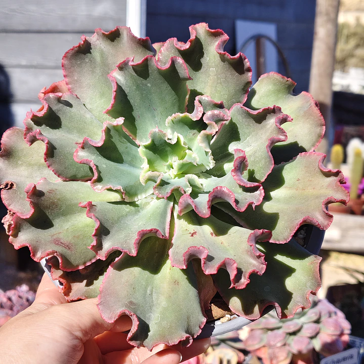 Echeveria Virginia Lee Caruncula 1