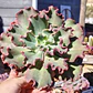 Echeveria Virginia Lee Caruncula - Miniatura 1