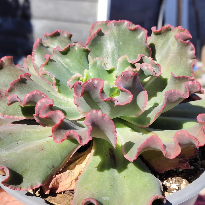 Echeveria Virginia Lee Caruncula 4