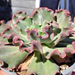 Echeveria Virginia Lee Caruncula - Miniatura 4