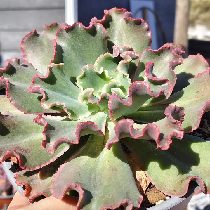 Echeveria Virginia Lee Caruncula 5